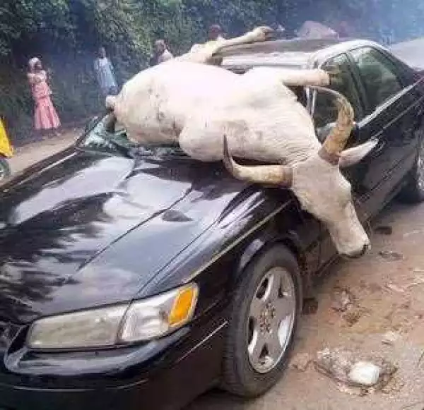 PHOTONEWS: Cow runs into moving vehicle in Abia, destroys windscreen